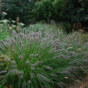 Soruolė pašiaušėlinė 'Red Head'