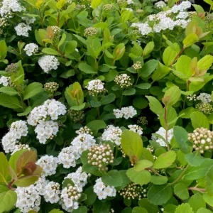 Lanksva beržalapė 'Tor'