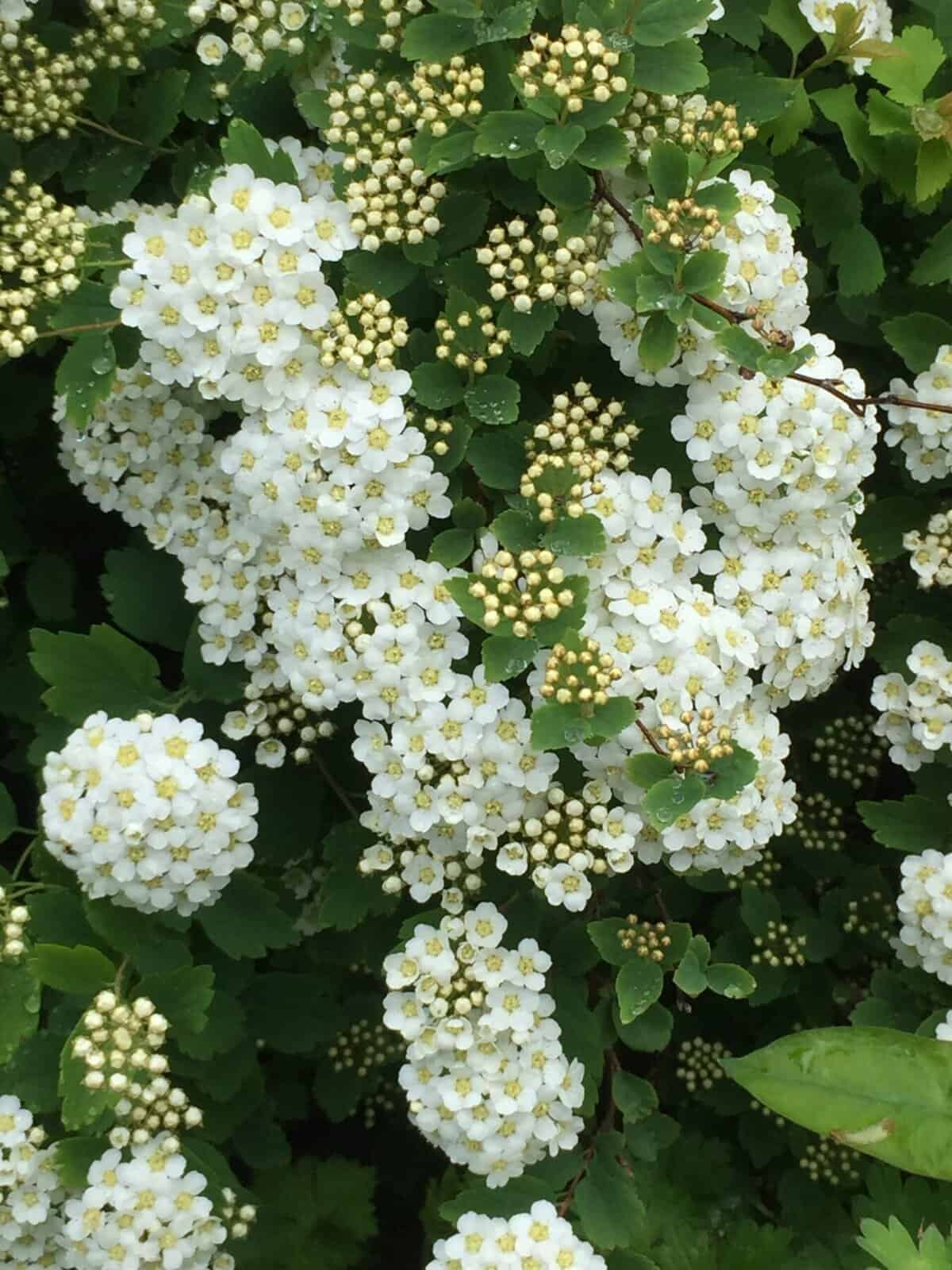 Spiraea-x-vanhouttei-CU-20190510_182043802_iOSJL-scaled