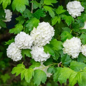 Putinas paprastasis 'Roseum'