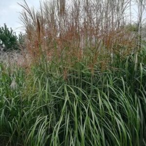 Kininis miskantas 'OrangeFeder'