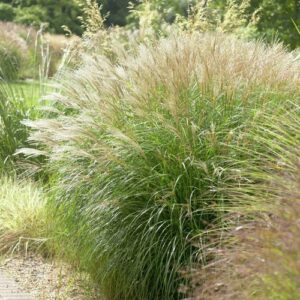 Kininis miskantas 'Gnome'