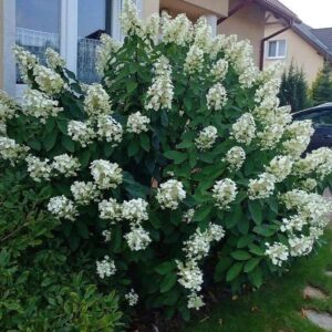 Hortenzija šluotelinė 'Levana' PBR