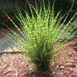 Kininis miskantas 'Strictus Dwarf'