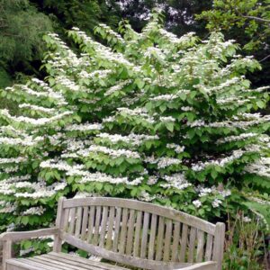 Putinas raukšlėtasis'Cascade'