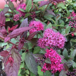 Lanksva japoninė 'Plumtastic '