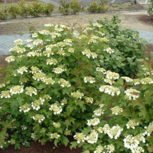 Putinas paprastasis 'Compactum'