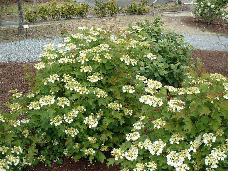 viburnum-opulus-compactum