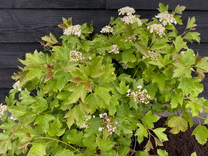 viburnum-opulus-compactum