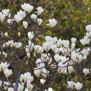 Magnolija 'Double diamond'