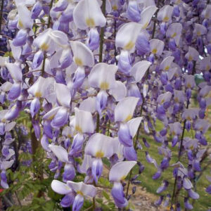 Visterija kininė 'Grande Diva Maria'