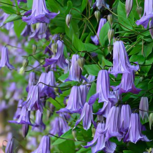 Raganė 'Fairy dance'