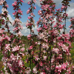 Obelis dekoratyvinė ‘Red Obelisk’(daugiakamienė)