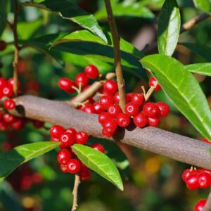 Žilakrūmis gausiažiedis