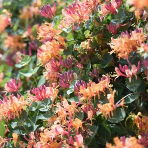 Raudonžiedis sausmedis