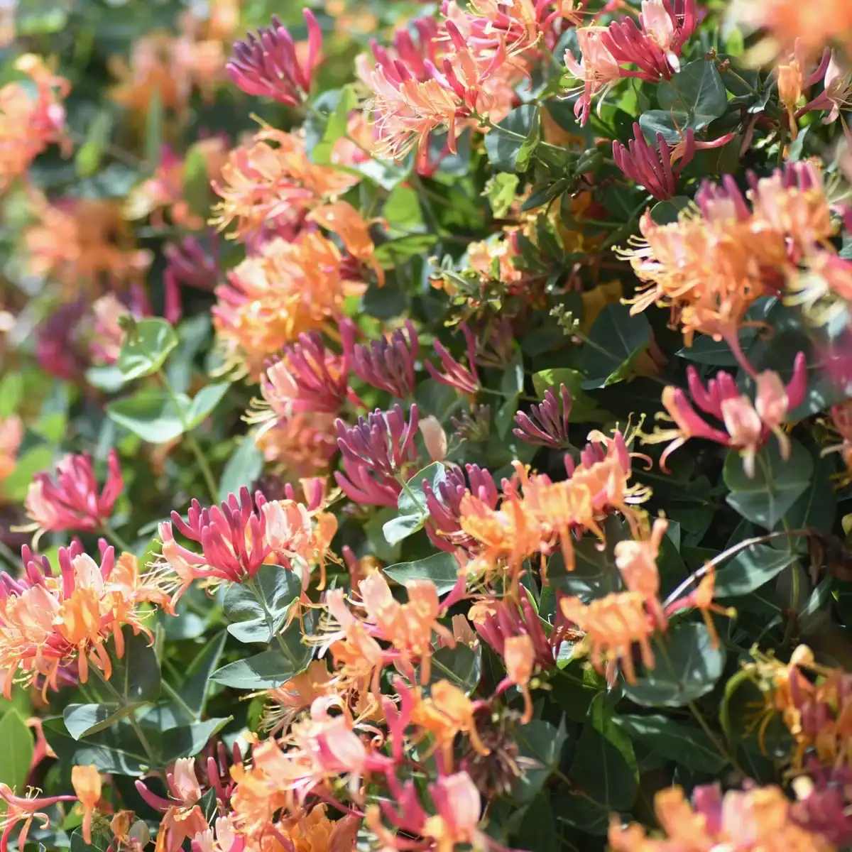 Honeysuckle-Vine-Goldflame-2