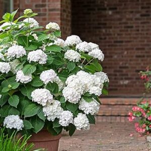 Hortenzija didžialapė (darželinė) 'Endless summer' The Bride