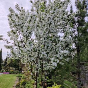 Obelis uoginė ‘Street Parade’ (daugiakamienė)
