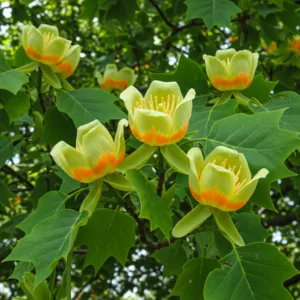 Gelsvažiedis tulpmedis