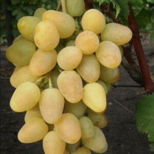 Vynuogė 'Monarch Pawlowskiego' ('Chryzolit')