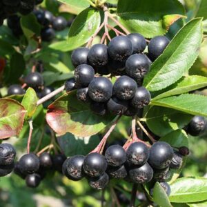 Aronija slyvalapė 'Viking'