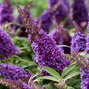Budlėja 'Butterfly Candy Little Purple'