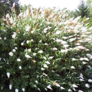 Budlėja 'White profusion'