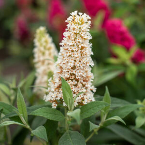 Budlėja 'Butterfly Candy Little White'