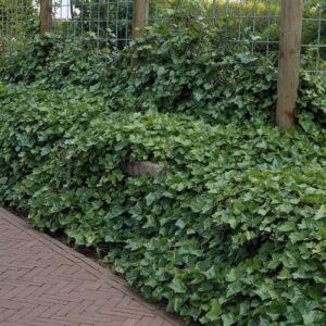 Gebenė lipikė (Paprastoji) ‘Hibernica’