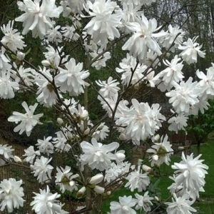 Magnolija liobnerio ‘Wildcat’