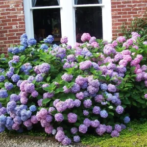 Hortenzija didžialapė (darželinė) ‘Endless Summer'