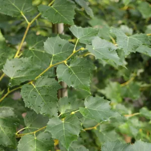 Liepa magnolinė ‘Buda’