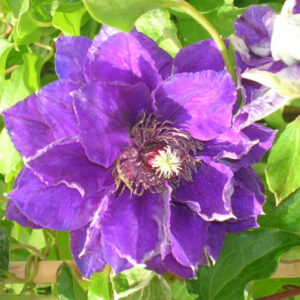 Raganė 'Shin-shigyoku'