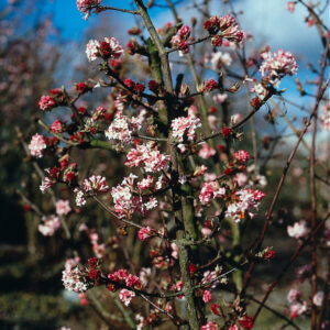 Putinas hibridinis ‘Charles Lamont’