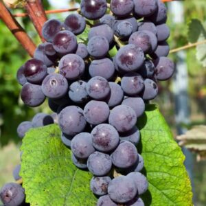 Vynuogė 'New Yourk muscat'