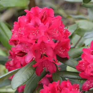 Rododendras hibridinis