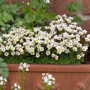 Uolaskėlė ‘Limerock’