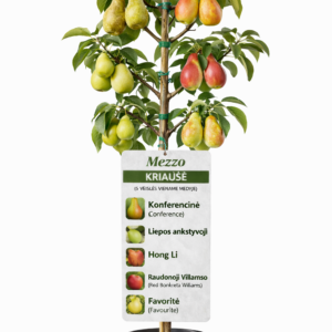 mezzo kriause 5 in 1 tadoukis