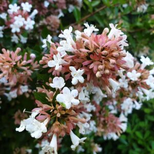 Abelija AUTUMN FESTIVAL® ‘MINABAUT01’