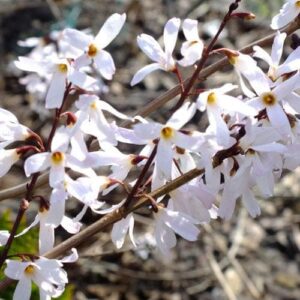 Forsitija baltoji (Ankstyvasis baltvas)