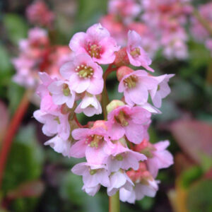 Bergenija ‘Baby Doll’