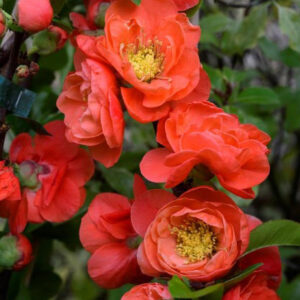 Svarainis kamieninis puošnusis  MANGO STORM® ‘Mincha01’