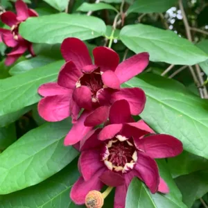 Kalikantas 'Aphrodite'