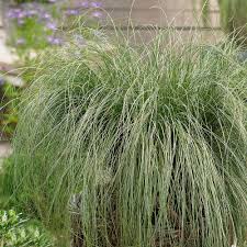 Viksva ‘Amazon Mist’