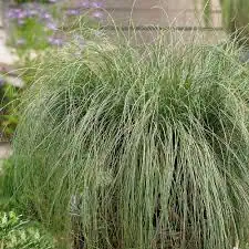 Viksva ‘Amazon Mist’