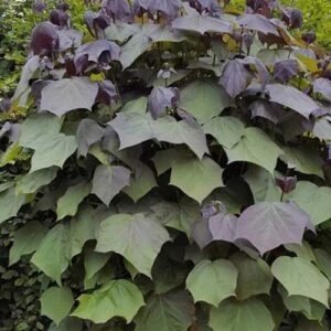 Katalpa rausvoji 'Purpurea'