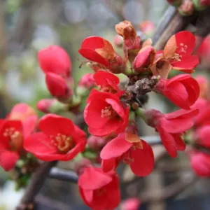 Svarainis gražusis 'Rubra'