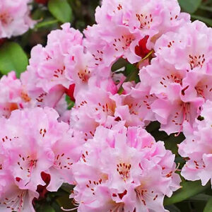 Rododendras ‘Christmas Cheer’