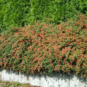 Kaulenis švedinis 'Coral Beauty’