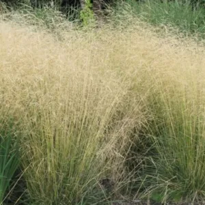 Šluotsmilgė kupstinė ‘Goldschleier’